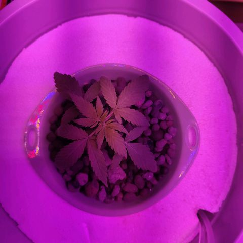 Black lebanon  growlog timeline photo