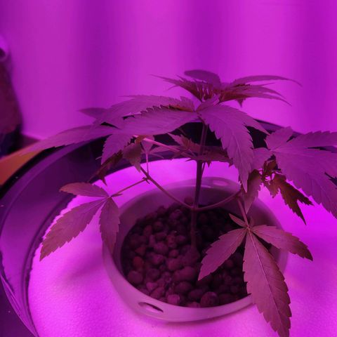 Black lebanon the beast  growlog timeline photo