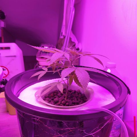 Black lebanon the beast  growlog timeline photo