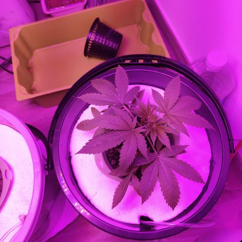 Black lebanon the beast  growlog timeline photo