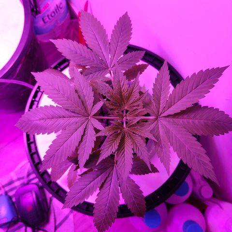 Black lebanon the beast  growlog timeline photo