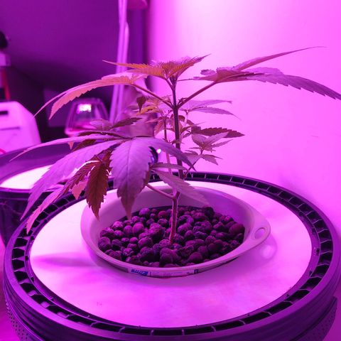 Black lebanon the beast  growlog timeline photo