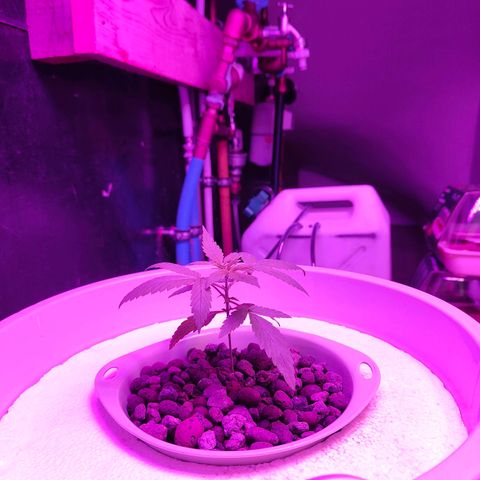 Black lebanon  growlog timeline photo
