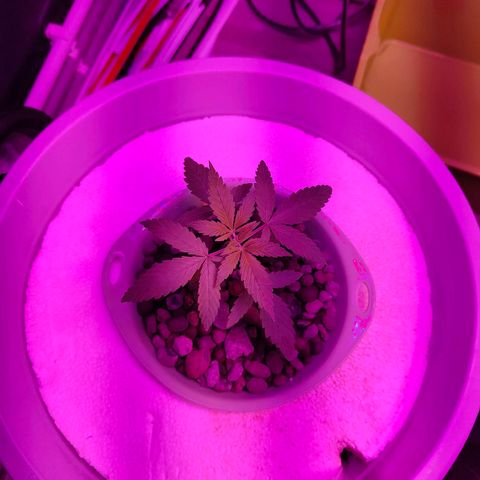 Black lebanon  growlog timeline photo