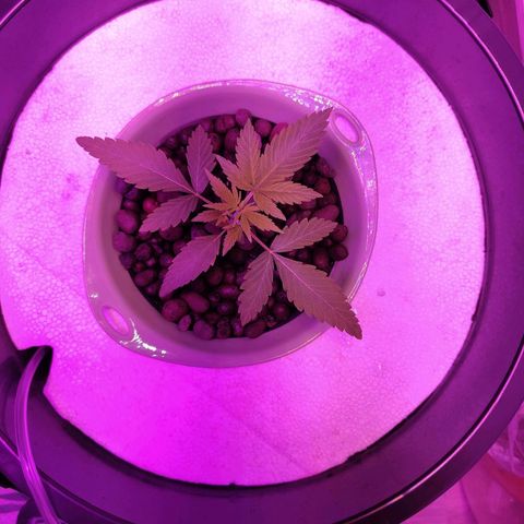 Black lebanon  growlog timeline photo