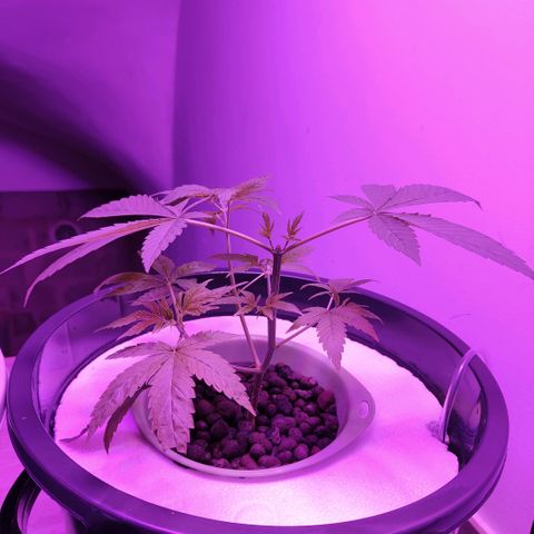 Black lebanon the beast  growlog timeline photo