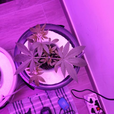 Black lebanon the beast  growlog timeline photo
