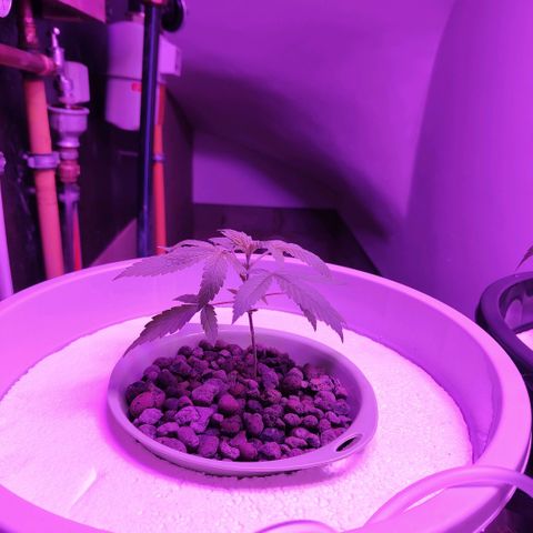 Black lebanon  growlog timeline photo