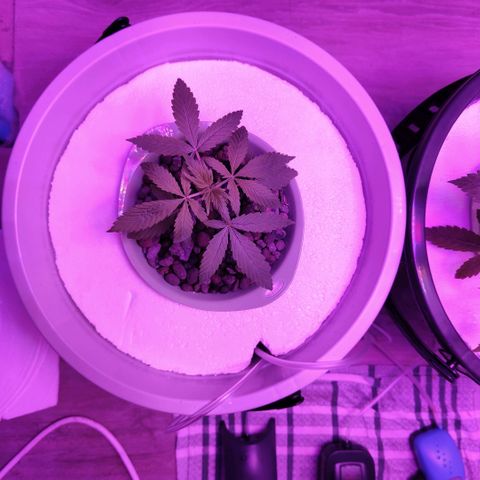 Black lebanon  growlog timeline photo