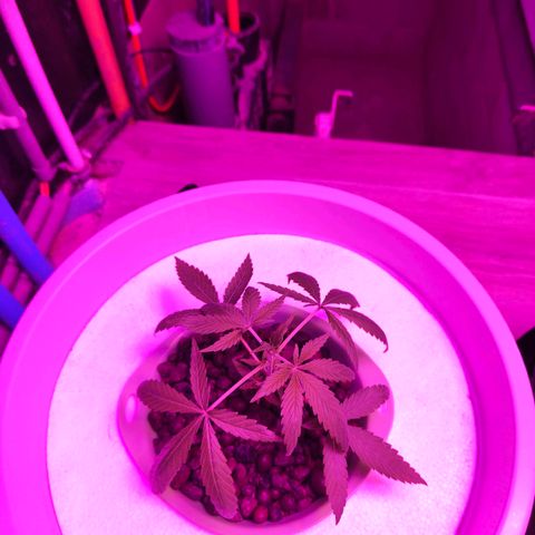 Black lebanon  growlog timeline photo