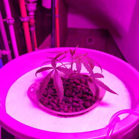 Black lebanon  growlog timeline photo