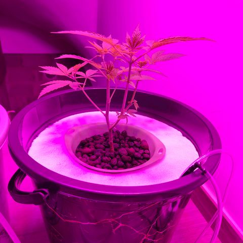 Black lebanon the beast  growlog timeline photo