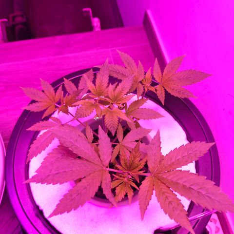 Black lebanon the beast  growlog timeline photo