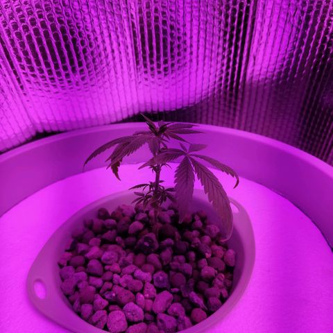 Black lebanon  growlog timeline photo
