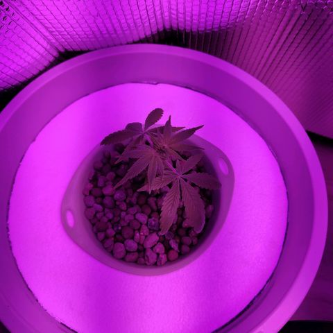 Black lebanon  growlog timeline photo
