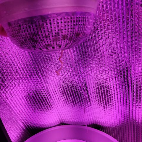 Black lebanon  growlog timeline photo