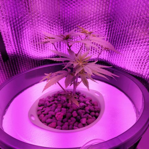 Black lebanon the beast  growlog timeline photo