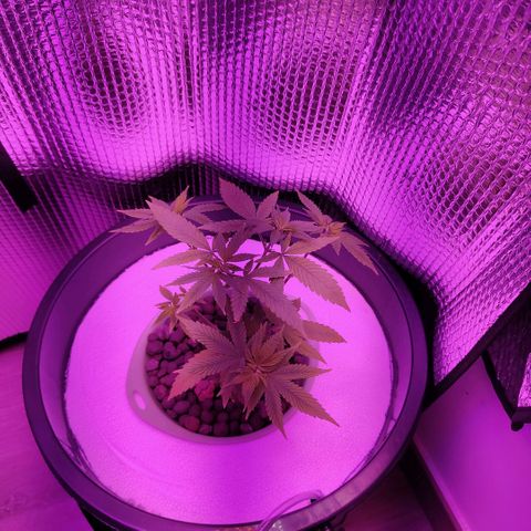 Black lebanon the beast  growlog timeline photo