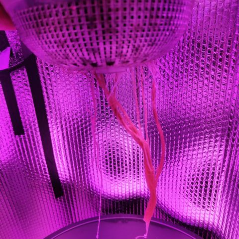 Black lebanon the beast  growlog timeline photo