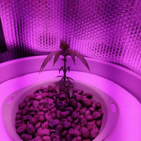 Black lebanon  growlog timeline photo