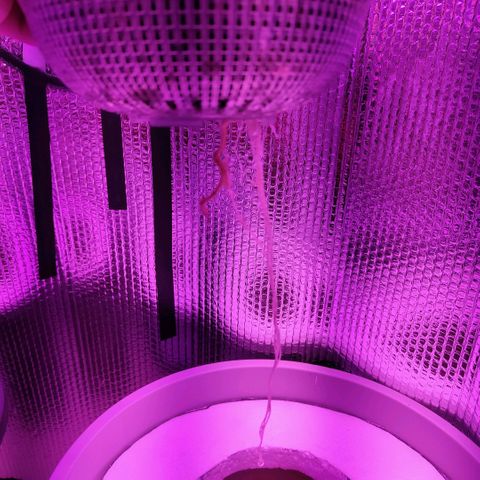 Black lebanon  growlog timeline photo