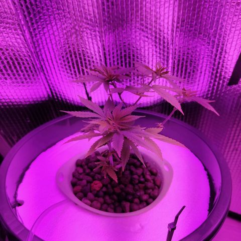 Black lebanon the beast  growlog timeline photo