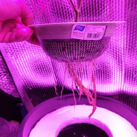 Black lebanon the beast  growlog timeline photo
