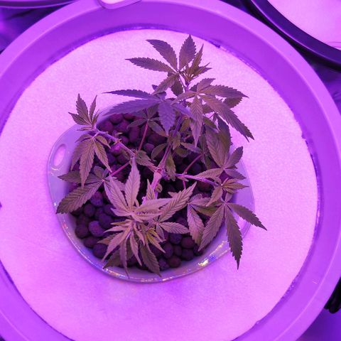 Black lebanon  growlog timeline photo