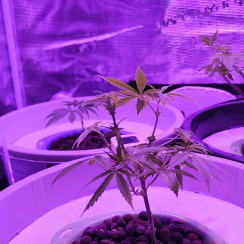 Black lebanon  growlog timeline photo