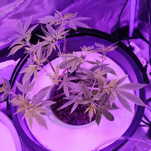 Black lebanon the beast  growlog timeline photo