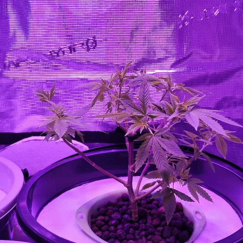 Black lebanon the beast  growlog timeline photo