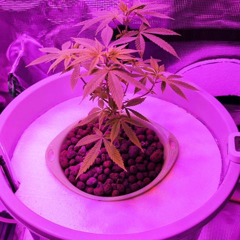 Black lebanon  growlog timeline photo