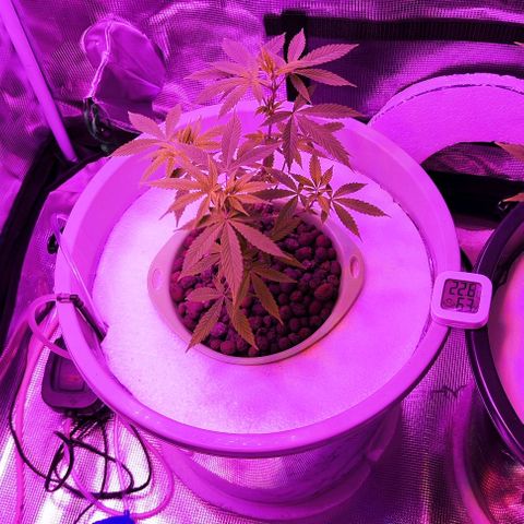 Black lebanon  growlog timeline photo