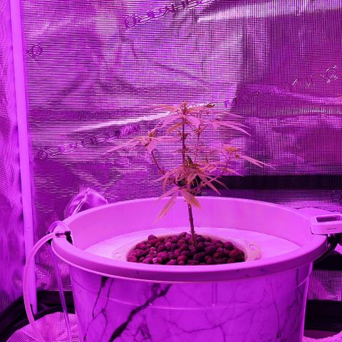 Black lebanon  growlog timeline photo
