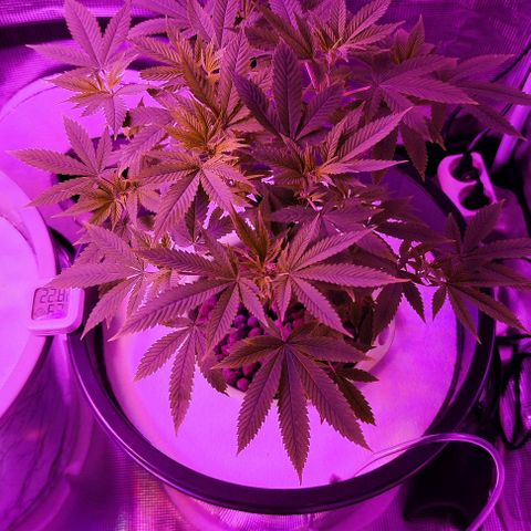 Black lebanon the beast  growlog timeline photo