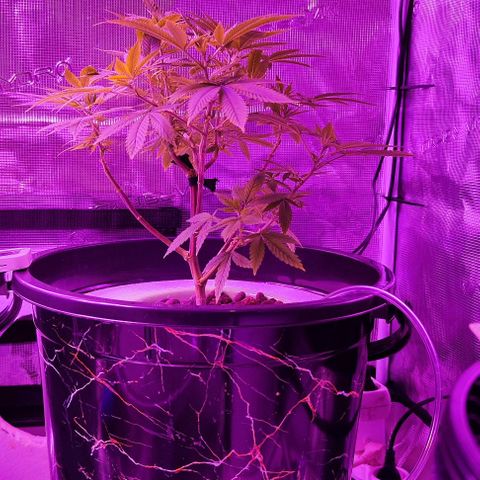 Black lebanon the beast  growlog timeline photo
