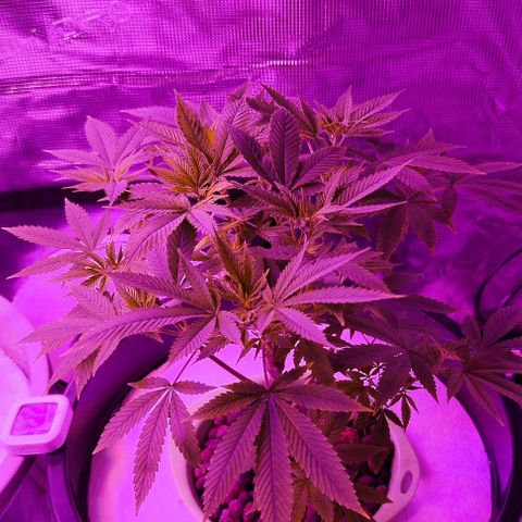 Black lebanon the beast  growlog timeline photo