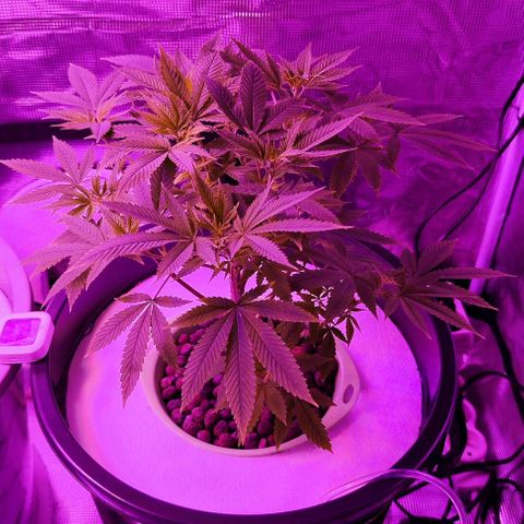 Black lebanon the beast  growlog timeline photo