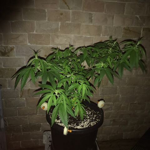 Lemon Haze Seed 1 growlog timeline photo
