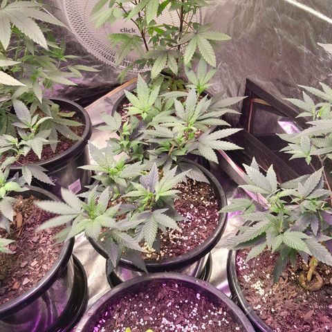 Somango Clones #2 Queenie growlog timeline photo