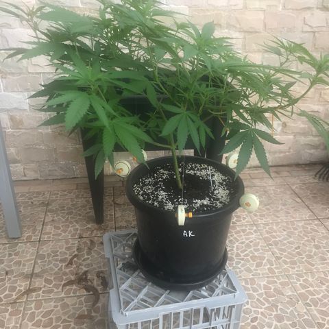Lemon Haze Seed 1 growlog timeline photo