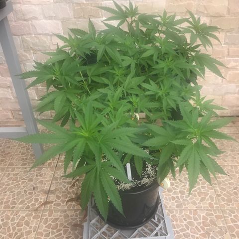Lemon Haze Seed 1 growlog timeline photo