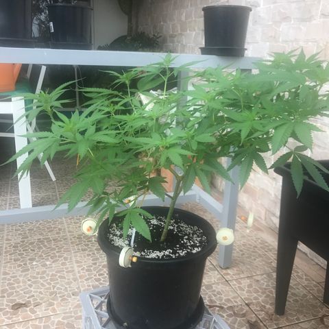 Lemon Haze Seed 1 growlog timeline photo