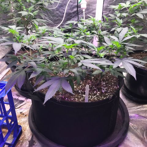 Somango Clones #2 Queenie growlog timeline photo