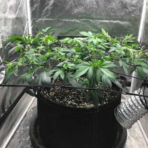 Somango Clones #2 Queenie growlog timeline photo