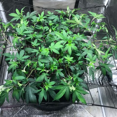 Somango Clones #2 Queenie growlog timeline photo