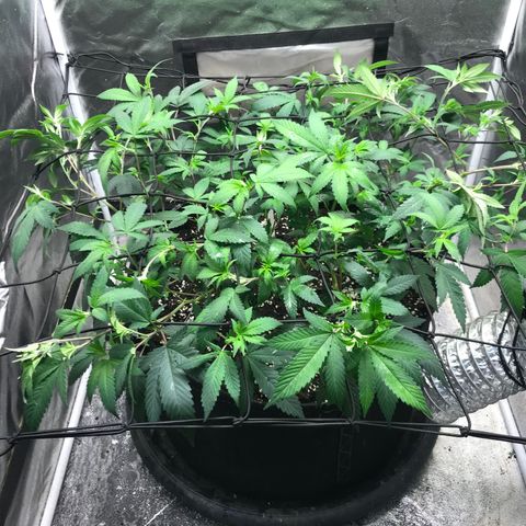 Somango Clones #2 Queenie growlog timeline photo