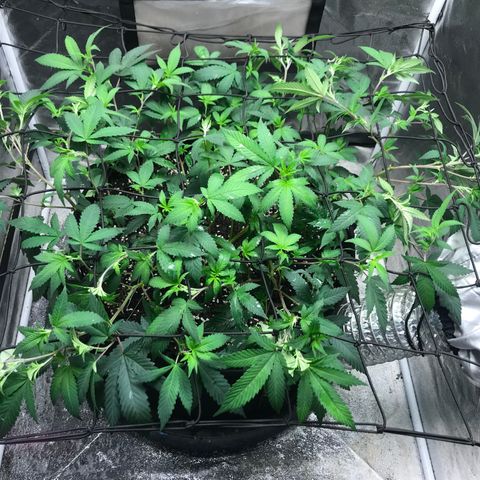 Somango Clones #2 Queenie growlog timeline photo
