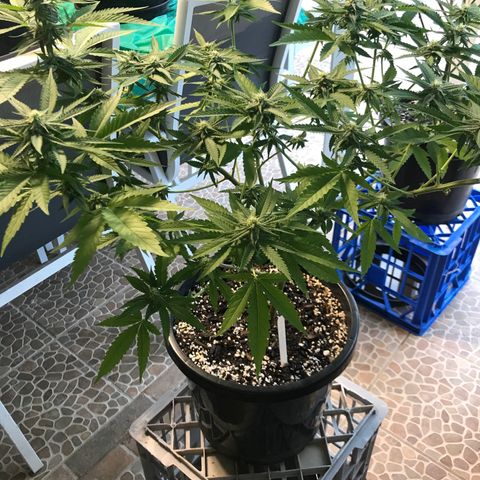 Lemon Haze Seed 1 growlog timeline photo
