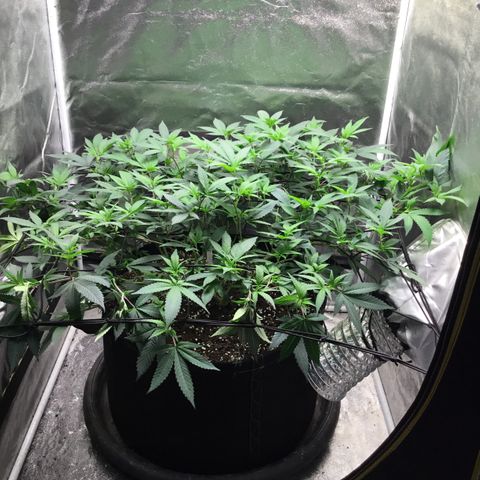 Somango Clones #2 Queenie growlog timeline photo
